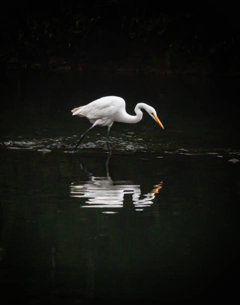 istock Great egret hunting for sustenance in a river 1214111112