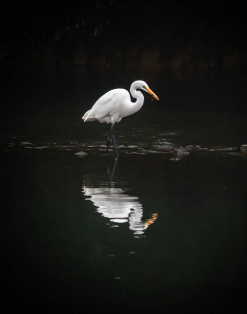 istock Portrait of a great egret in profile 1214111113