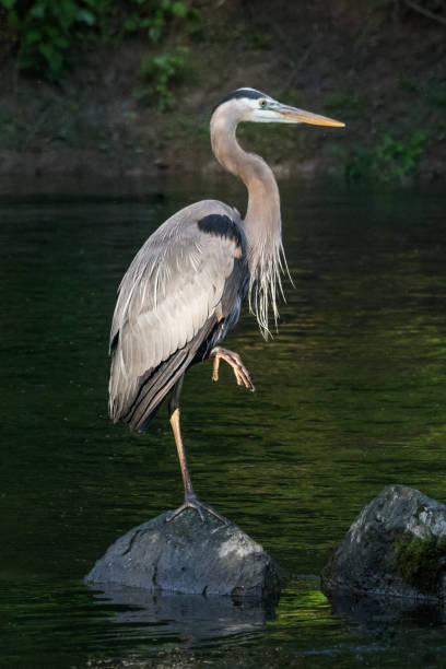 istock Heron standing on one leg on a rock in a stream 1214111144