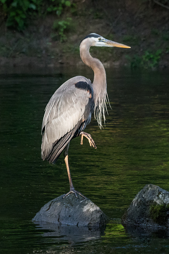 Familiar pose for the great blue heron as it stands on one leg perched on a stone in mid-river