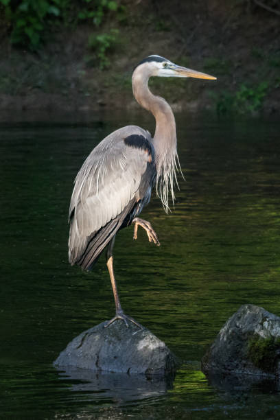 Heron standing on one leg on a rock in a stream stock photo