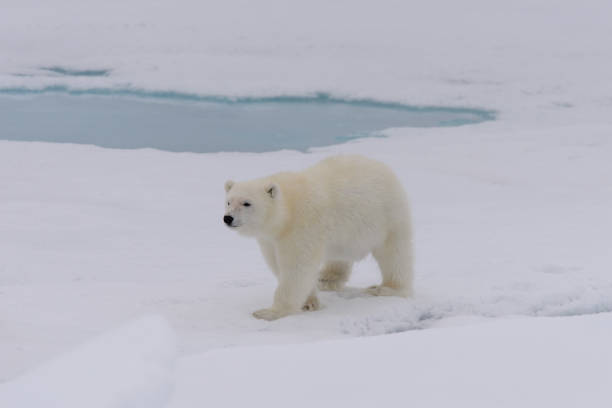 istock Polar bear (Ursus maritimus) cub on the pack ice, north of Svalbard Arctic Norway 1214111152