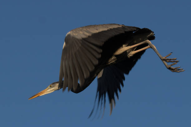 istock Great blue heron takes a flying dive off a branch 1214111155