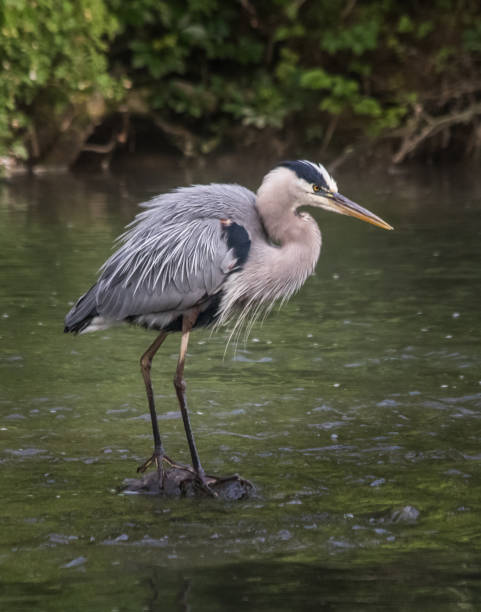 istock A great blue heron gazes intently upstream for signs of activity 1214111175