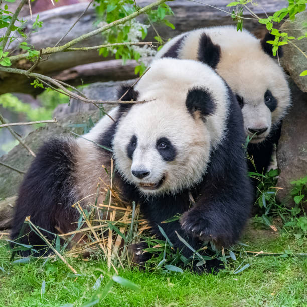 자이언트 팬더, 곰 팬더 - panda giant panda china eating 뉴스 사진 이미지