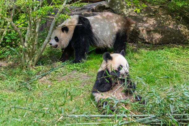 자이언트 팬더, 곰 팬더 - panda giant panda china eating 뉴스 사진 이미지