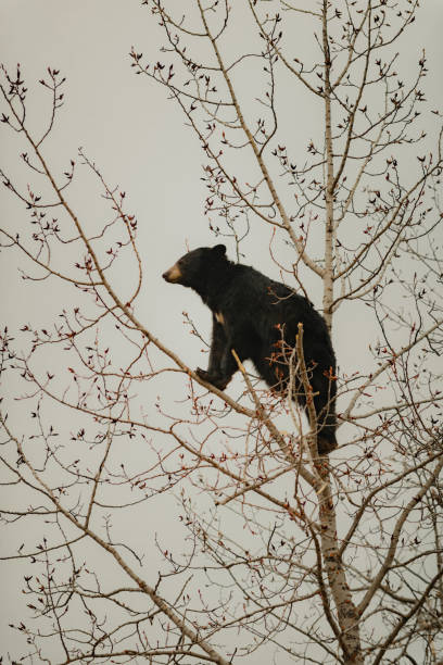 istock A Black Bear Climbing Trees in Riding Mountain National Park 1214112289