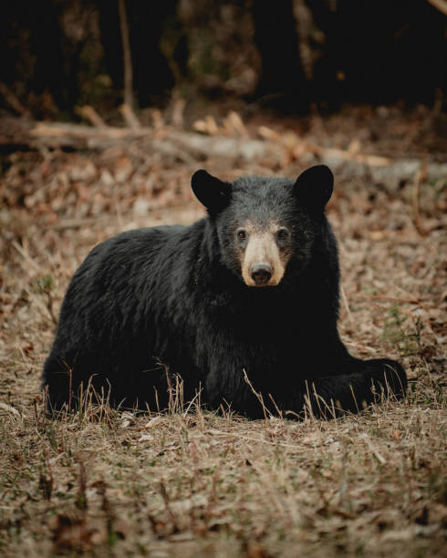 istock A Black Bear Sitting On The Ground 1214112353