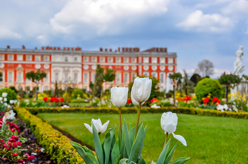 London, UK - April 2019: Spring tulips in Hampton court gardens