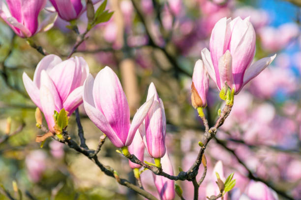istock blossom of magnolia tree 1214113711