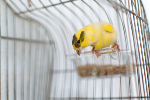 istock The Atlantic canary bird perched on a wooden stick inside a cage. 1214113815