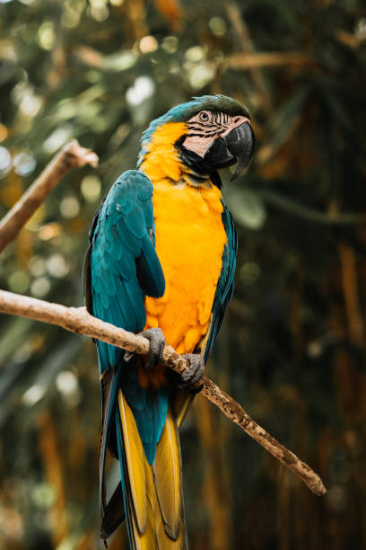 istock Macaw Parrot sitting on the branch 1214113852