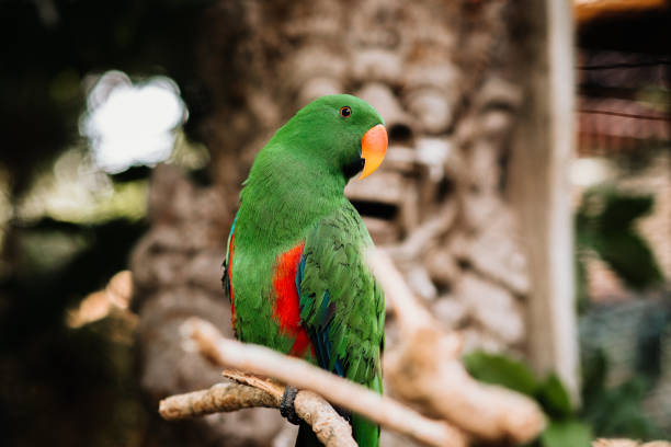 istock Green Parrot Sitting on a Branch 1214113892