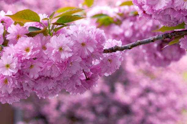 istock pink cherry blossom on the twig 1214115252