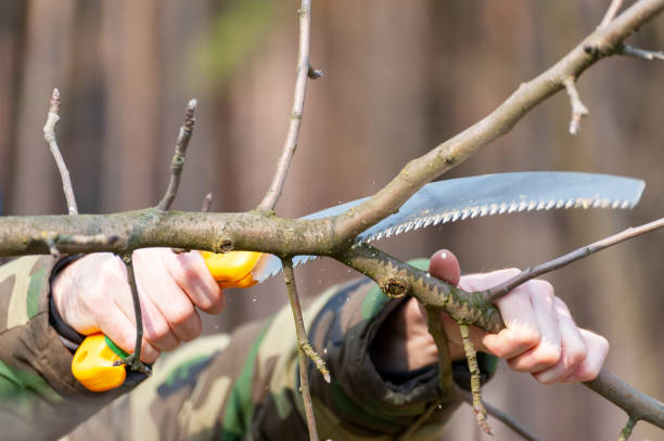 istock Spring pruning of trees.  Orchard care 1214116324