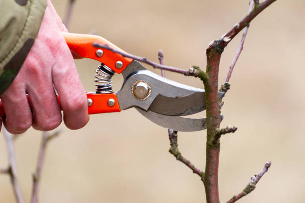 istock Spring pruning of trees.  Orchard care 1214116415