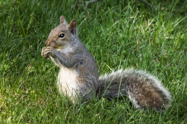 istock Squirrel chews on a nut in a grassy field 1214116947