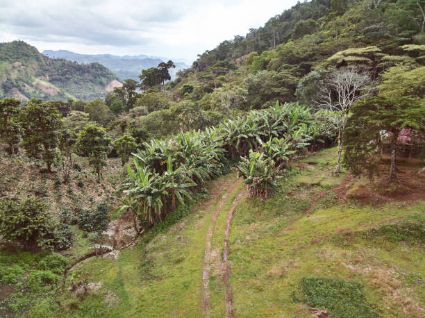 istock Coffee plantation on mountain hill 1214117950