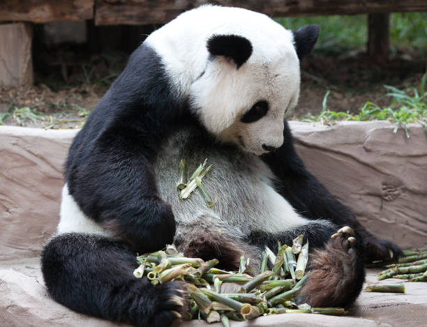 대나무를 먹는 자이언트 팬더 곰 - panda giant panda china eating 뉴스 사진 이미지