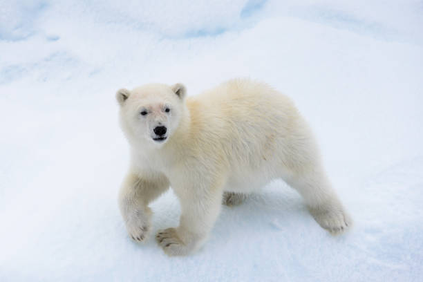 istock Polar bear (Ursus maritimus) cub on the pack ice, north of Svalbard Arctic Norway 1214120416