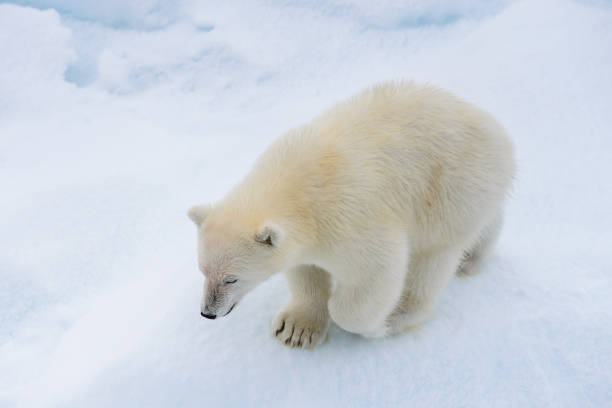 istock Polar bear (Ursus maritimus) cub on the pack ice, north of Svalbard Arctic Norway 1214120471