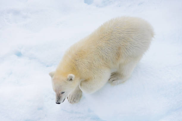 istock Polar bear (Ursus maritimus) cub on the pack ice, north of Svalbard Arctic Norway 1214120512