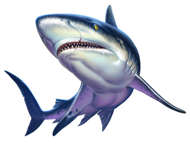 istock Reef shark, Caribbean reef shark. Realistic isolated illustration. 1214120646