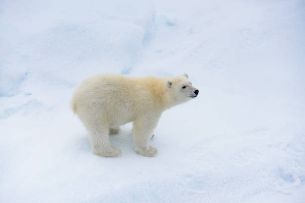 istock Polar bear (Ursus maritimus) cub on the pack ice, north of Svalbard Arctic Norway 1214120656