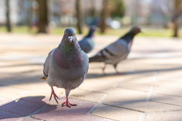 City bird pigeon, a carrier of dangerous diseases City bird pigeon, a carrier of dangerous diseases. tularemia stock pictures, royalty-free photos & images