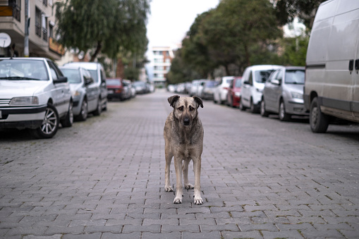 Stray Dog Looking Around in The Street