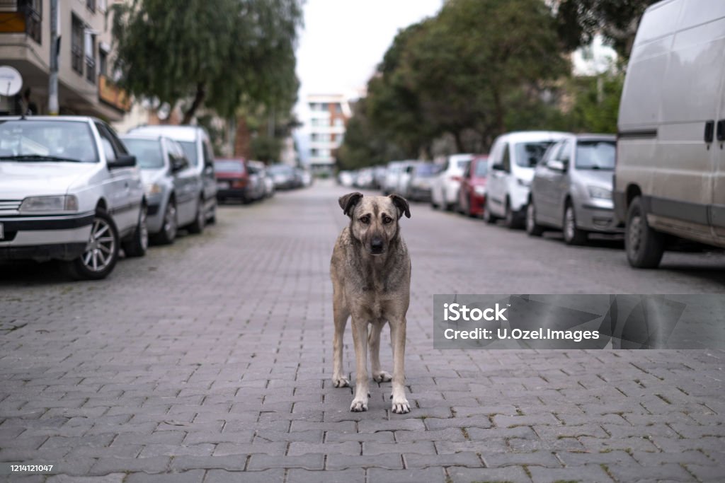 Stray Dog Looking Around in The Street Dog Stock Photo