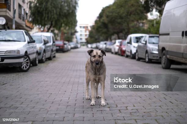 Stray Dog Looking Around In The Street Stock Photo - Download Image Now - Dog, Stray Animal, Animal