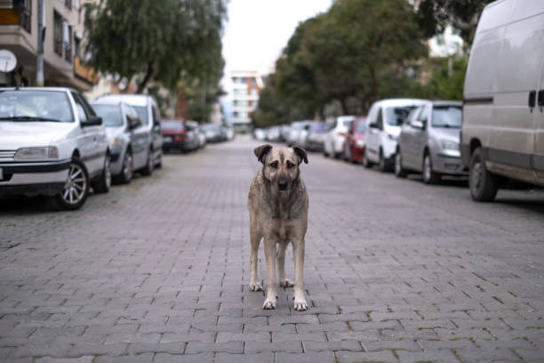 stray dog looking around in the street - selvagem imagens e fotografias de stock