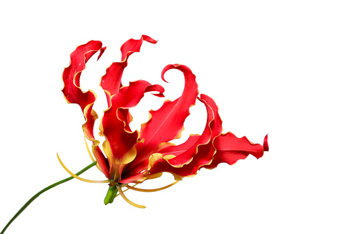 Pictured  Gloriosa in a white background.