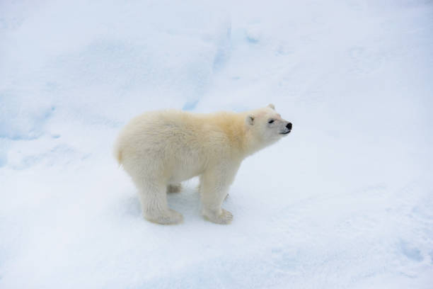 istock Polar bear (Ursus maritimus) cub on the pack ice, north of Svalbard Arctic Norway 1214122459