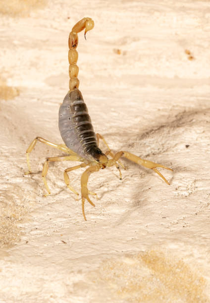 istock Giant Desert Hairy Scorpion 1214122475