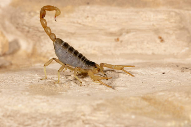 istock Giant Desert Hairy Scorpion 1214122478