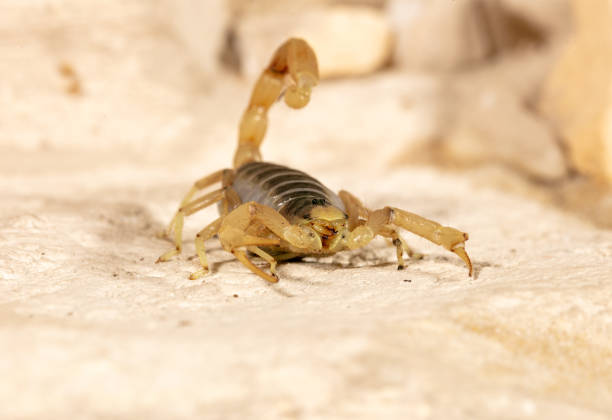 riesige wüste hairy scorpion - skorpion spinnentier stock-fotos und bilder