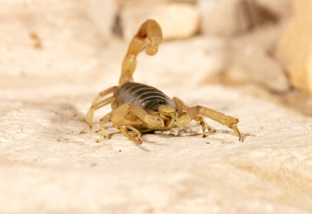 Giant Desert Hairy Scorpion Known in Latin as Hadrurus arizonensis, this scorpion (also commonly known as Arizona desert hairy scorpion) is the largest in North America. The one pictured is a juvenile. exotic pets photos stock pictures, royalty-free photos & images