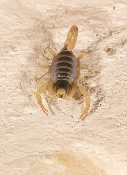 istock Giant Desert Hairy Scorpion 1214122591