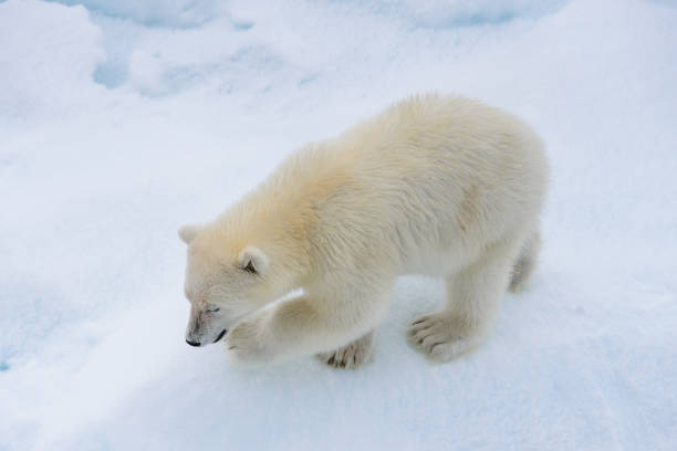 istock Polar bear (Ursus maritimus) cub on the pack ice, north of Svalbard Arctic Norway 1214122736