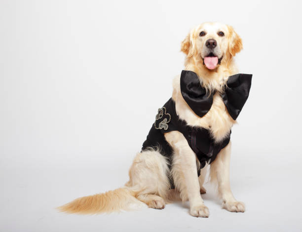 istock Groom Dog front of white background 1214122776