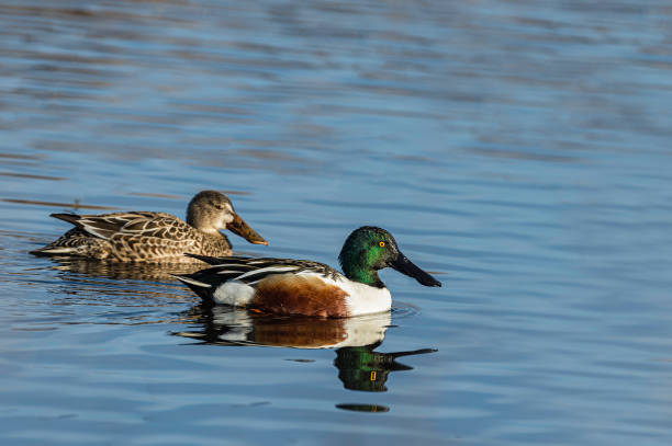 The northern shoveler, Spatula clypeata, known simply in Britain as the shoveler, is a common and widespread duck. Sacramento National Wildlife Refuge, Sacramento Valley, California The northern shoveler, Spatula clypeata, known simply in Britain as the shoveler, is a common and widespread duck. Sacramento National Wildlife Refuge, Sacramento Valley, California anseriformes photos stock pictures, royalty-free photos & images