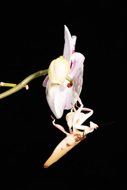 Orchid Mantis Pictures | Download Free Images on Unsplash