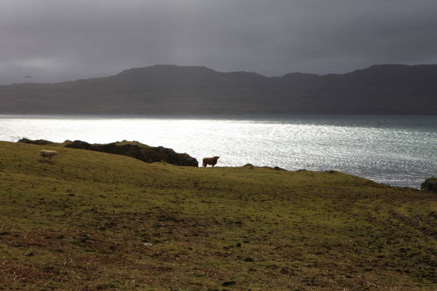 Highland cow marking his territory