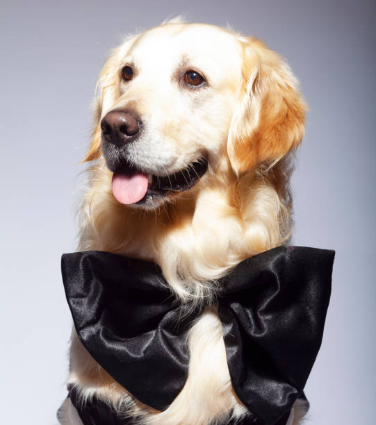 istock Groom Dog portrait front of grey background 1214123886