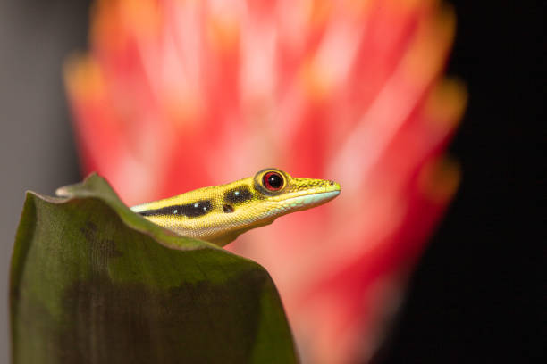 Yellow Headed Day Gecko Phelsuma klemmeri from Madagascar (where it lives in coastal bamboo districts) is endangered in the wild animal lips photos stock pictures, royalty-free photos & images