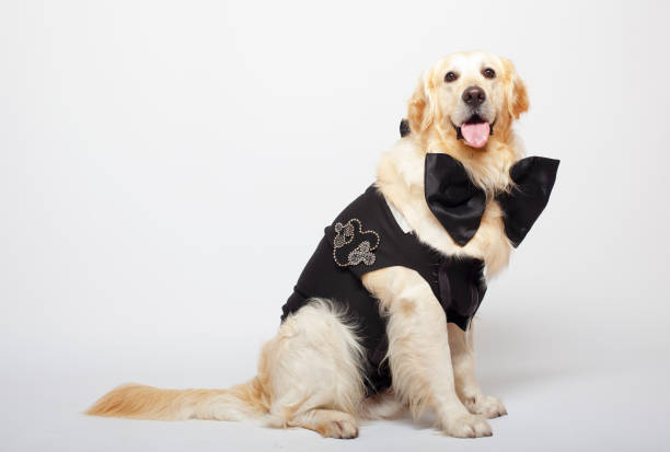 istock Groom Dog front of white background 1214123983