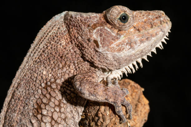 Chipojo 180+ Cuban Anole Lizard Stock Photos, Pictures & Royalty-Free Images ...