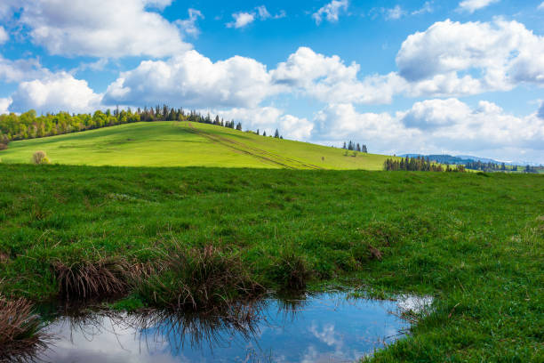 wonderful sunny weather with clouds above the hill. reflecting puddle among green grass on the meadow in dappled ligth, forest in the distance. great nature scenery of carpathian mountains
